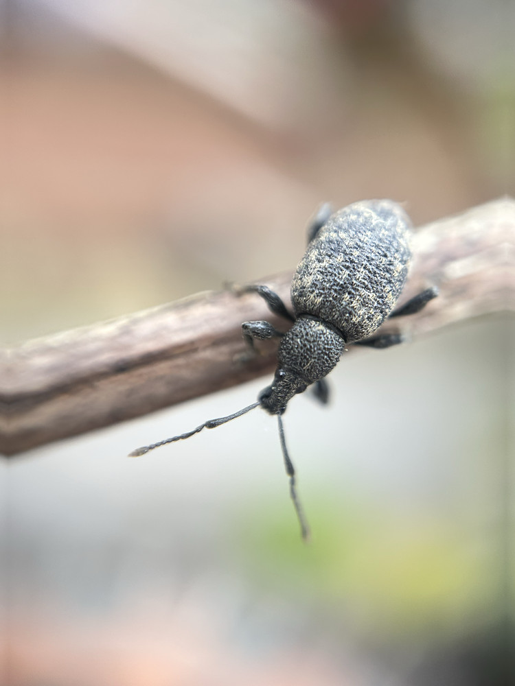 Weevil Knievel
