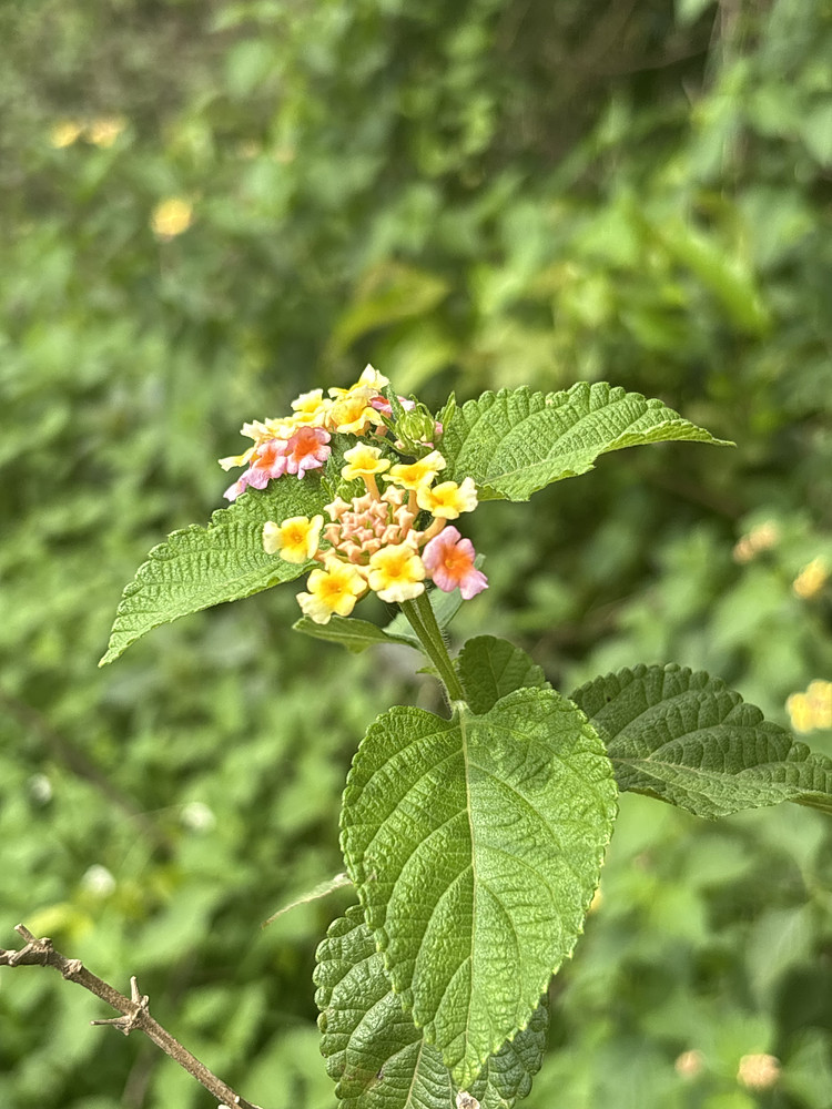 Flowers and greens 