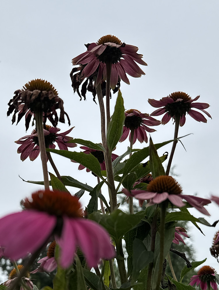 Bloom #5