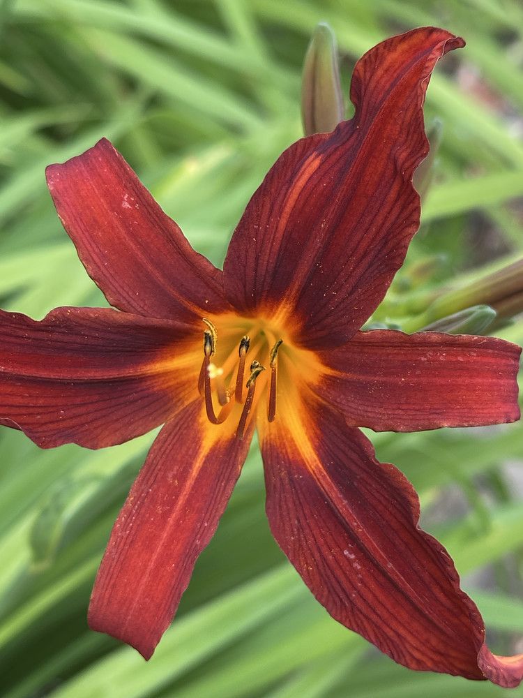 Crimson Passion
