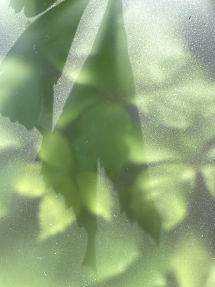 Shadow on green