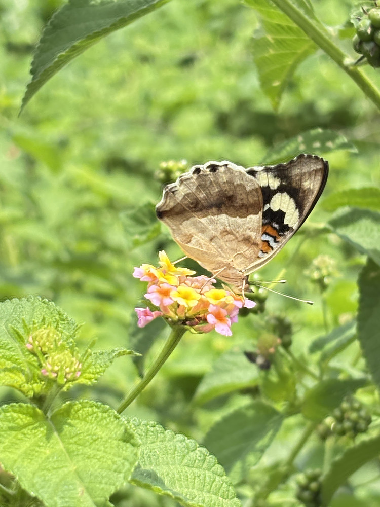 Butterfly’s kiss 