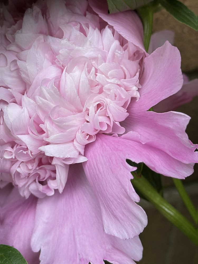 Ruffled