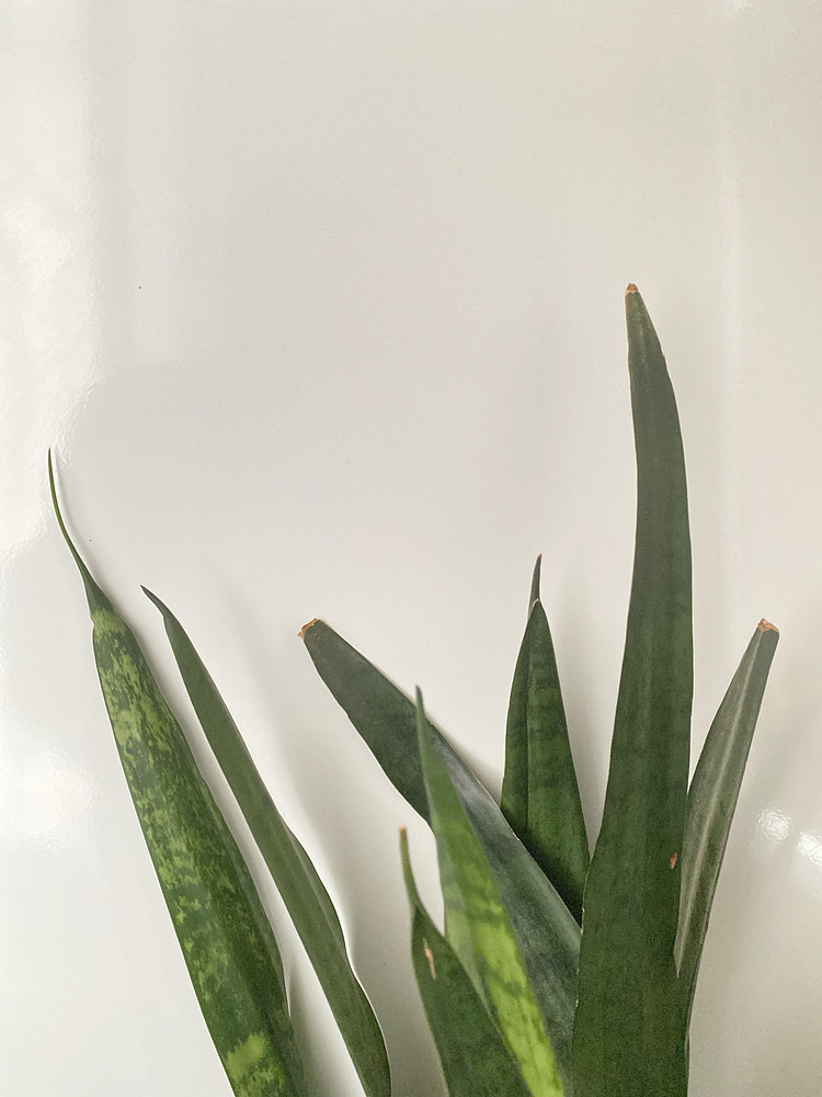 Green white 