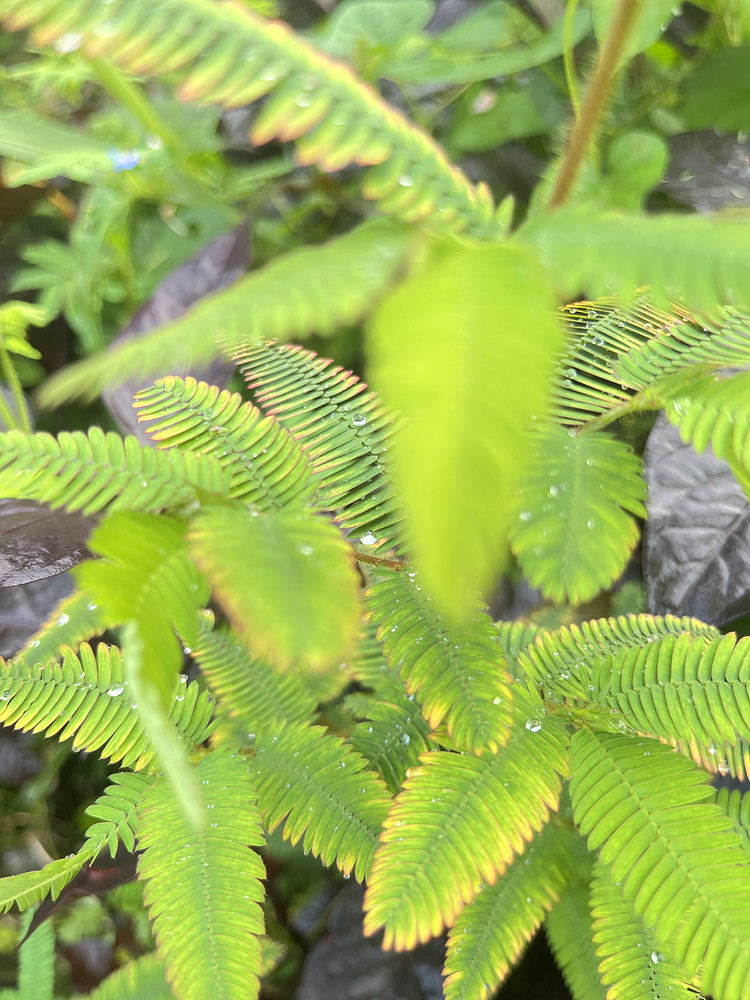 Water & Leaves