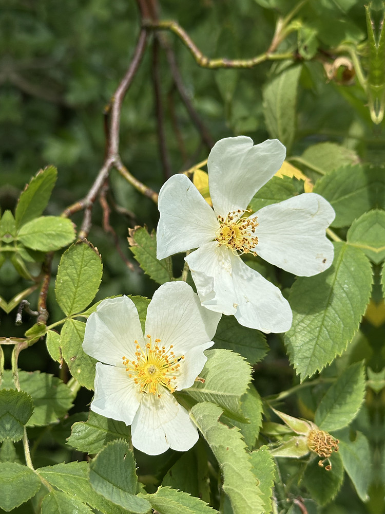 Glorious Blooms