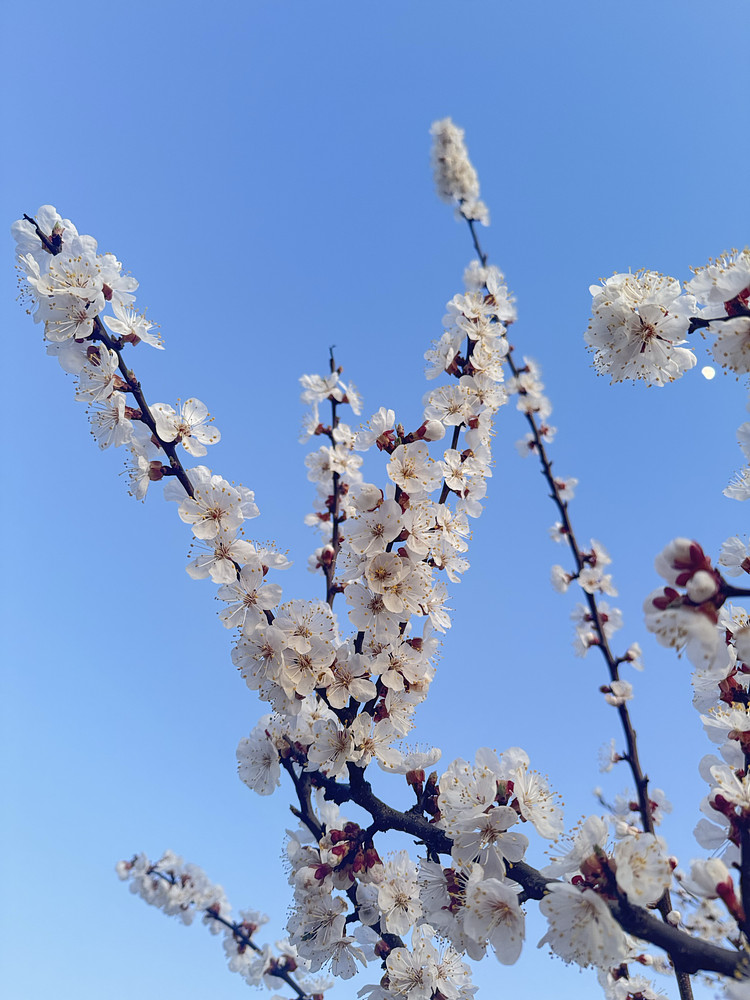 Apricot flowers 
