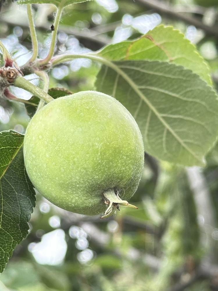 Fruitful Bounty