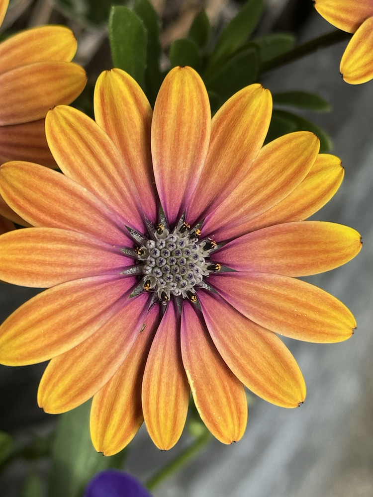Floral Sunshine 