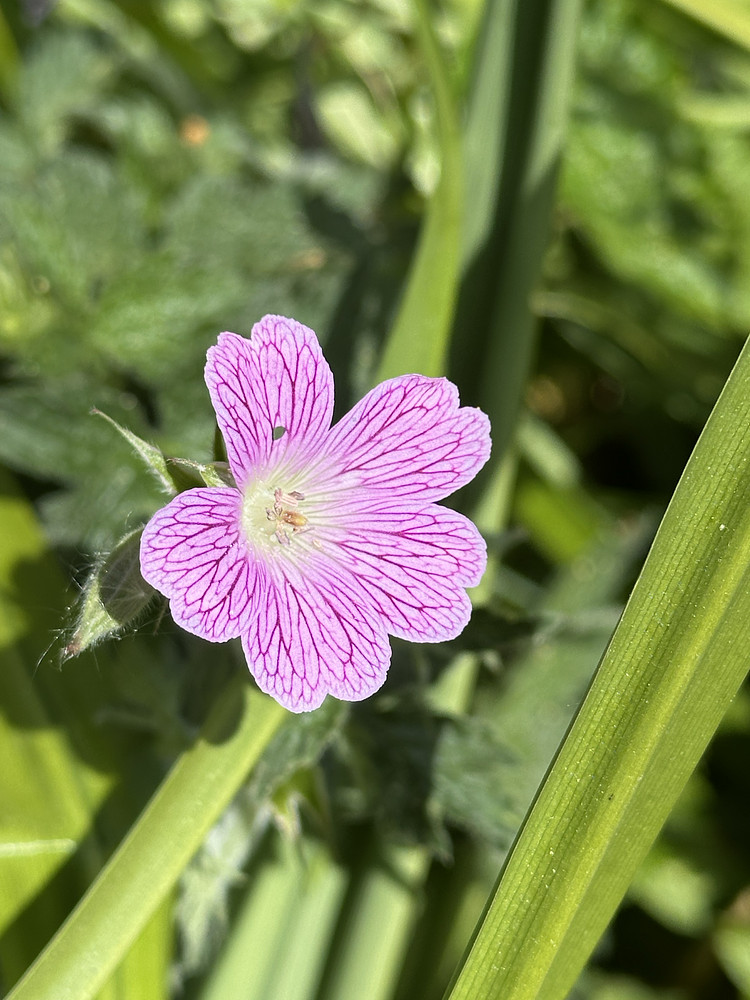 Glorious Petals