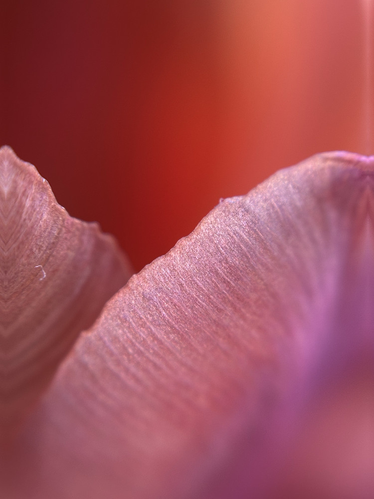 Tulip Waves
