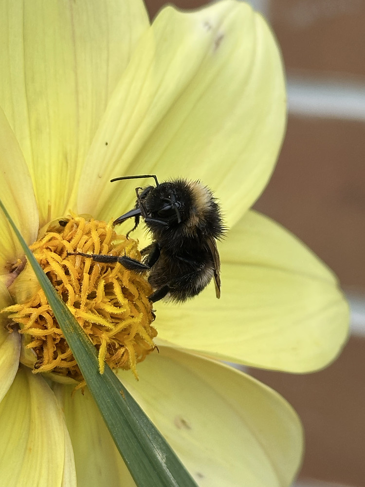 Bee-utiful Visitor 