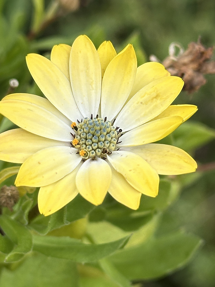 Golden Beauty