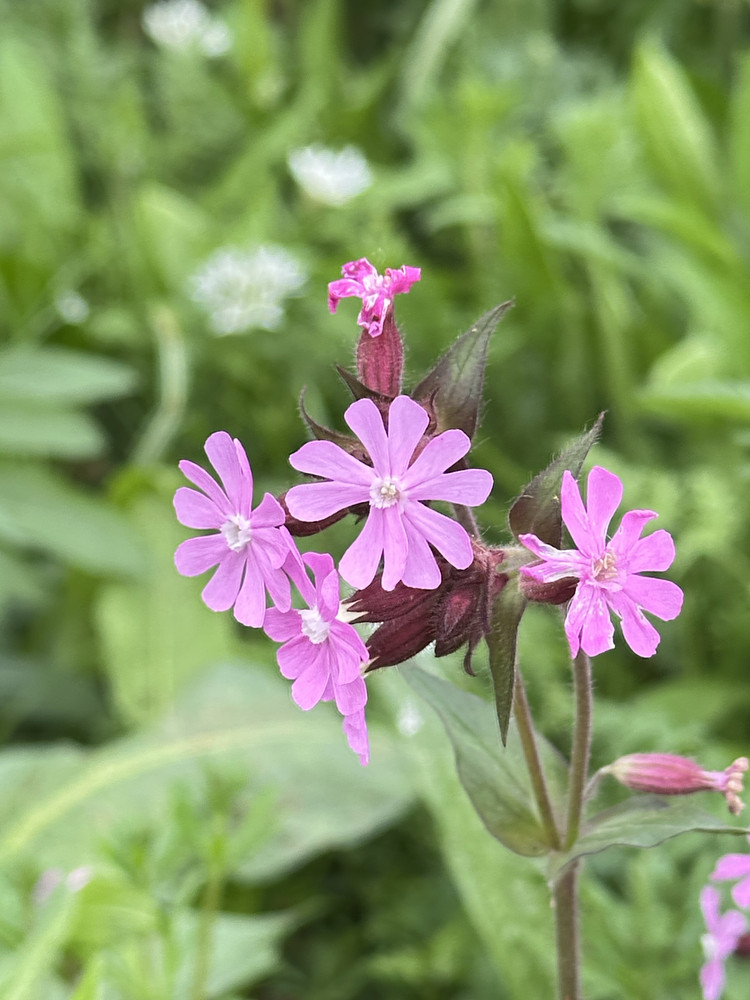 Precious Pink