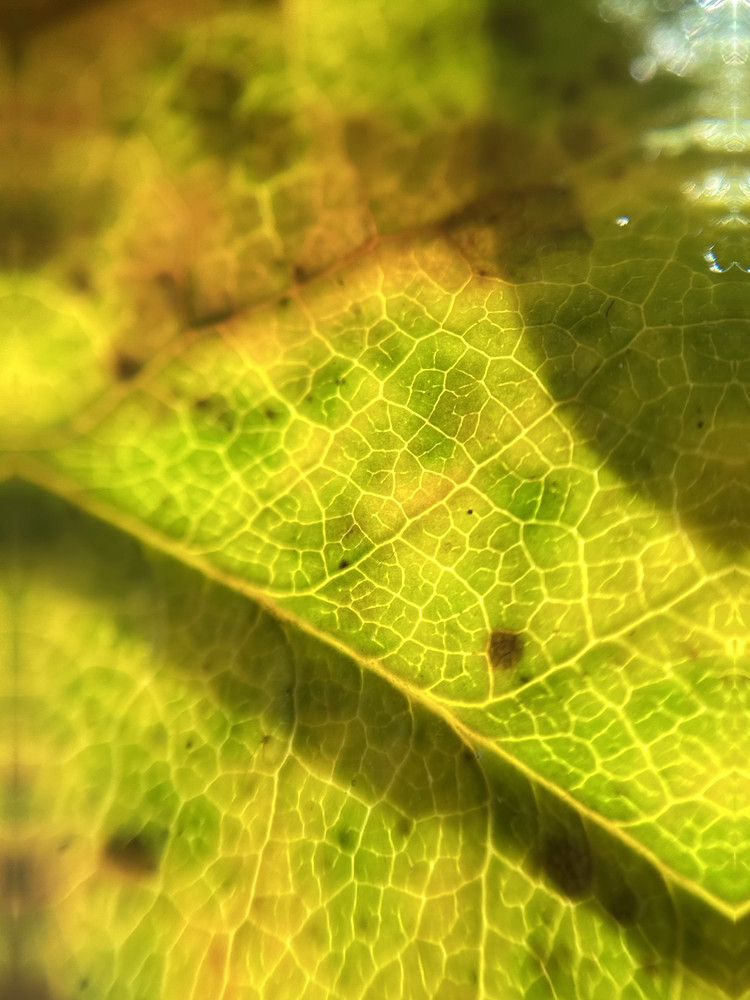 Leaf it to Me