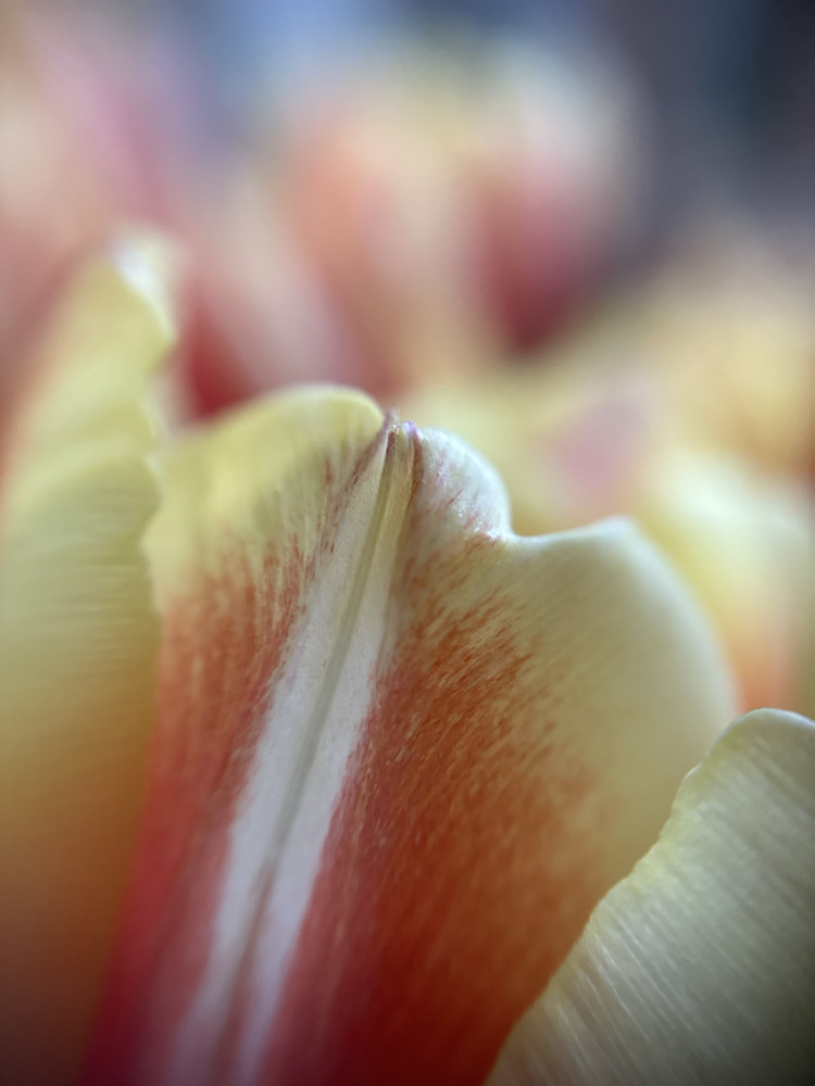 Tulip Breeze