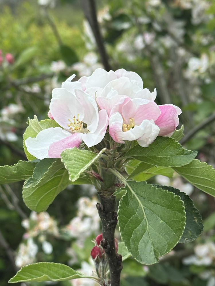 Blooming Gorgeous 