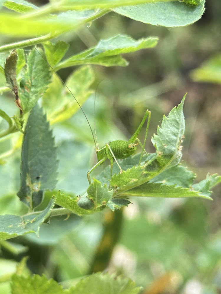 Green Speckled Cricket