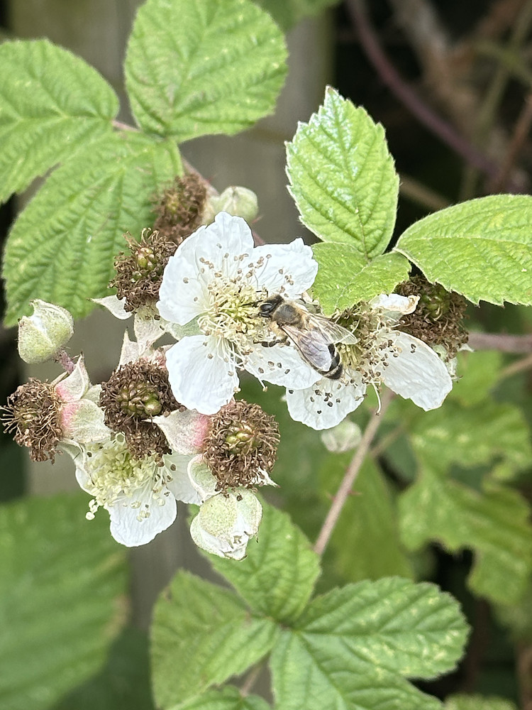 Sweet Spring