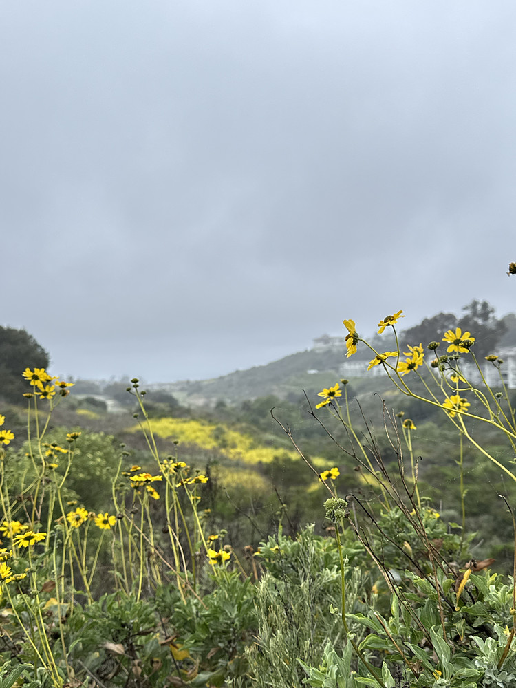 Morning Dew