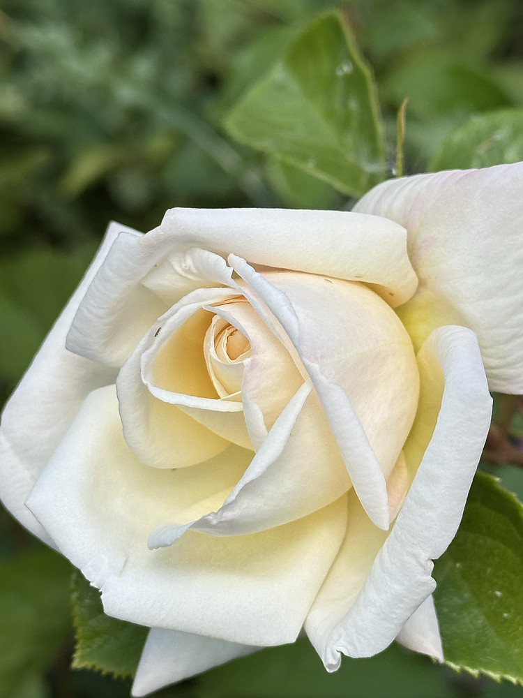 Creamy Satin