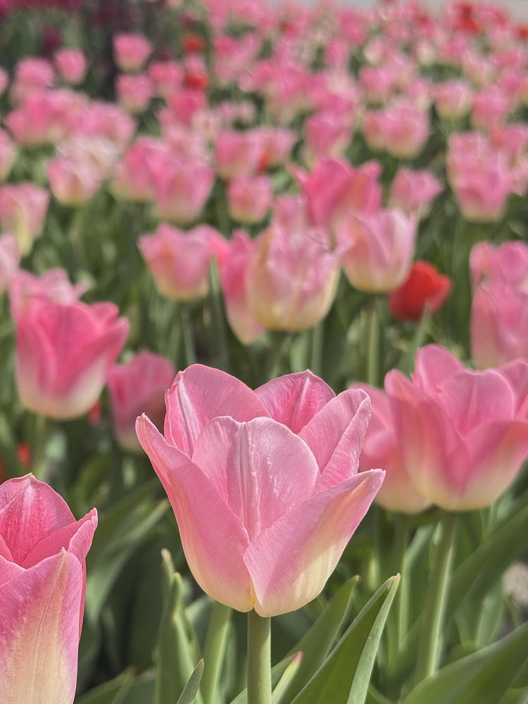 Blast of pink 