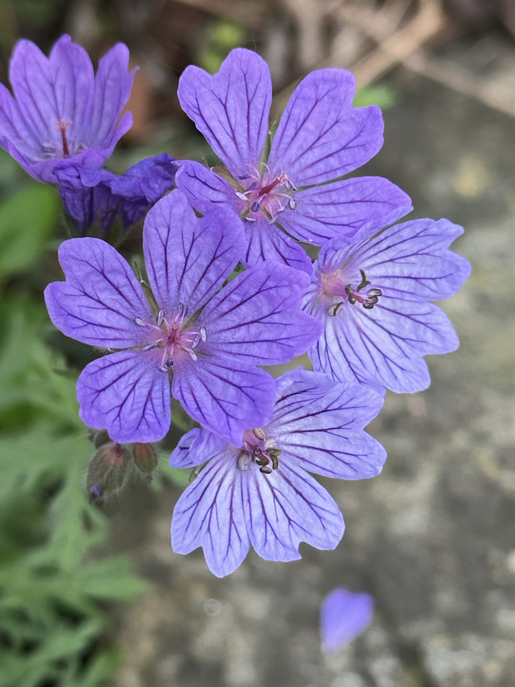 Purple Wonder