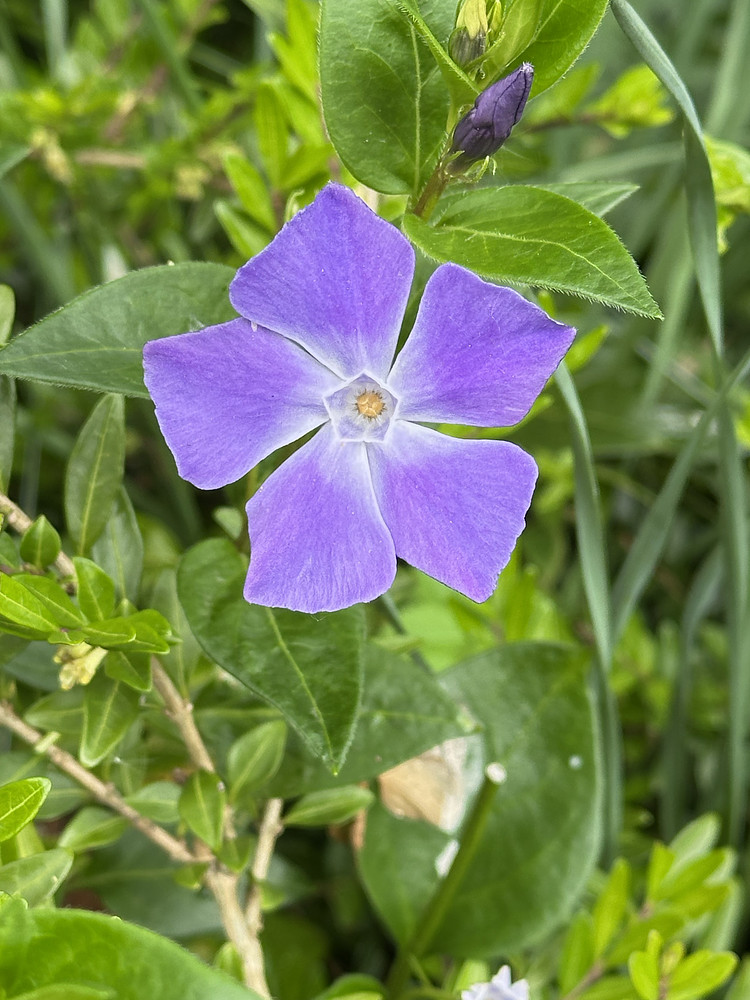 Purple Star