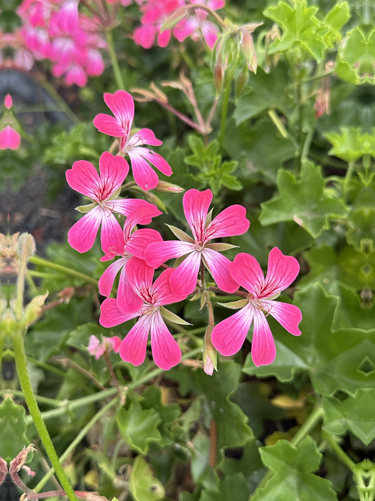 Pink Gems