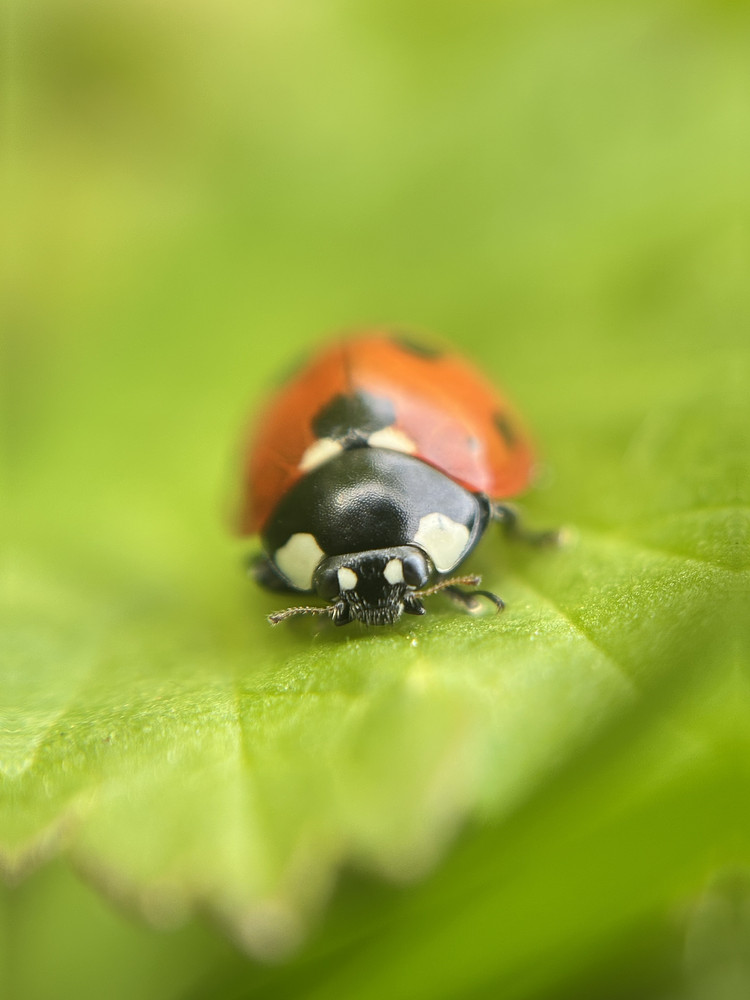 Tiny Friend