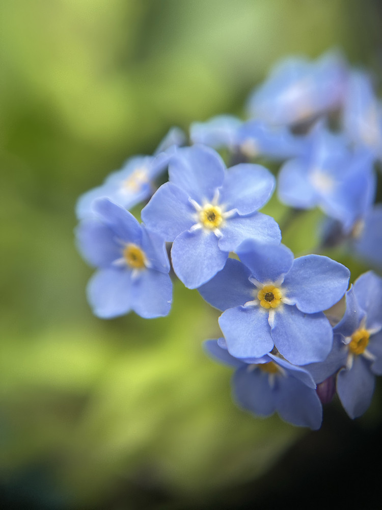 Blue Remembered Petals
