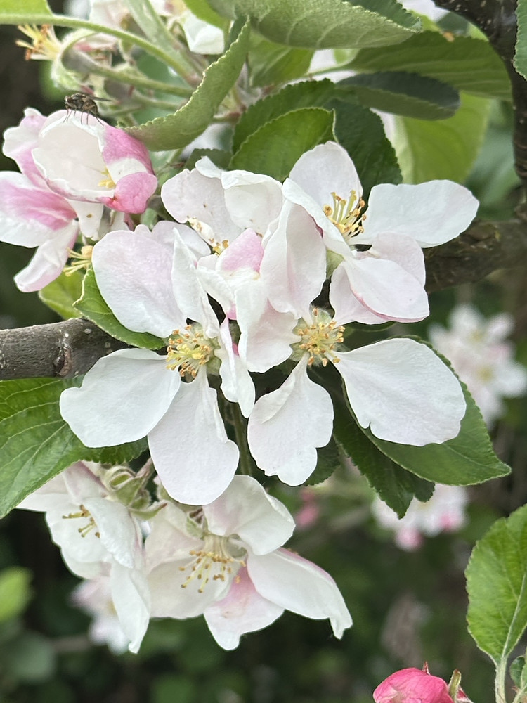 Blooming Beautiful 