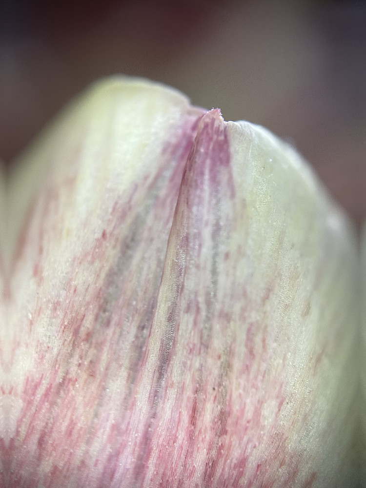 Petal Focus