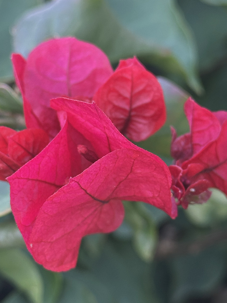 Magenta Moment