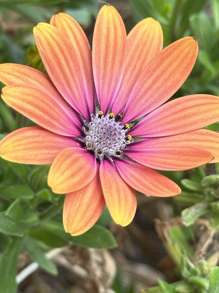 Miniature Sunrise