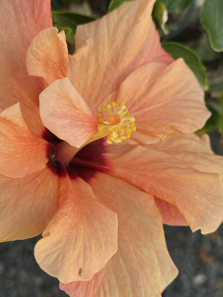Peach Delight