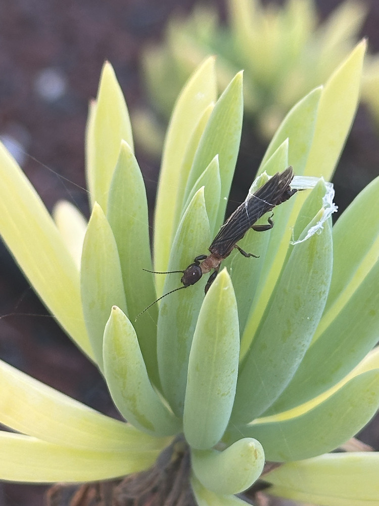 Black Webspinner