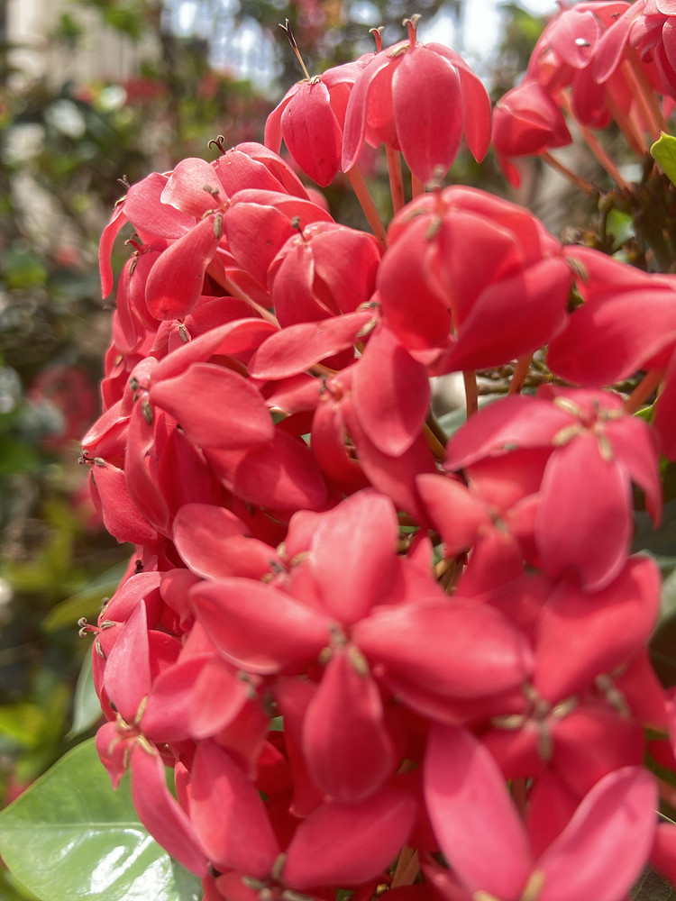 RED Bloom