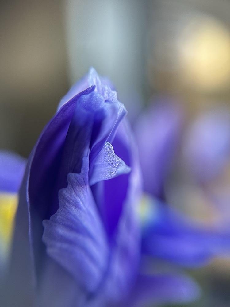 Blue Embrace