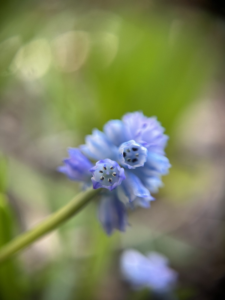 Blue Heart