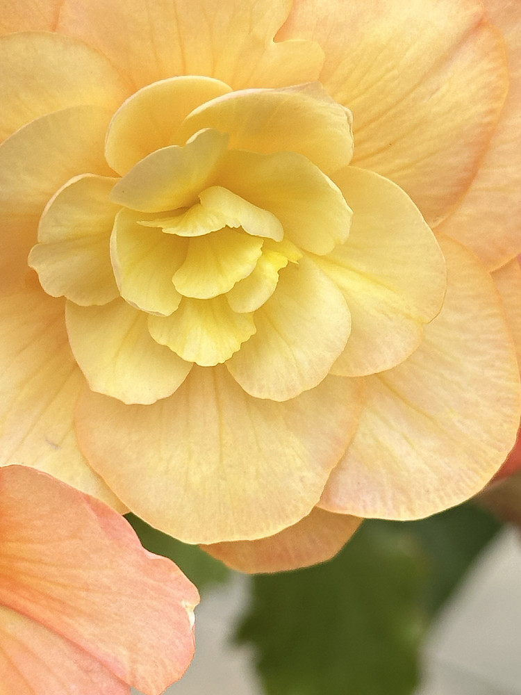 Silken Petals
