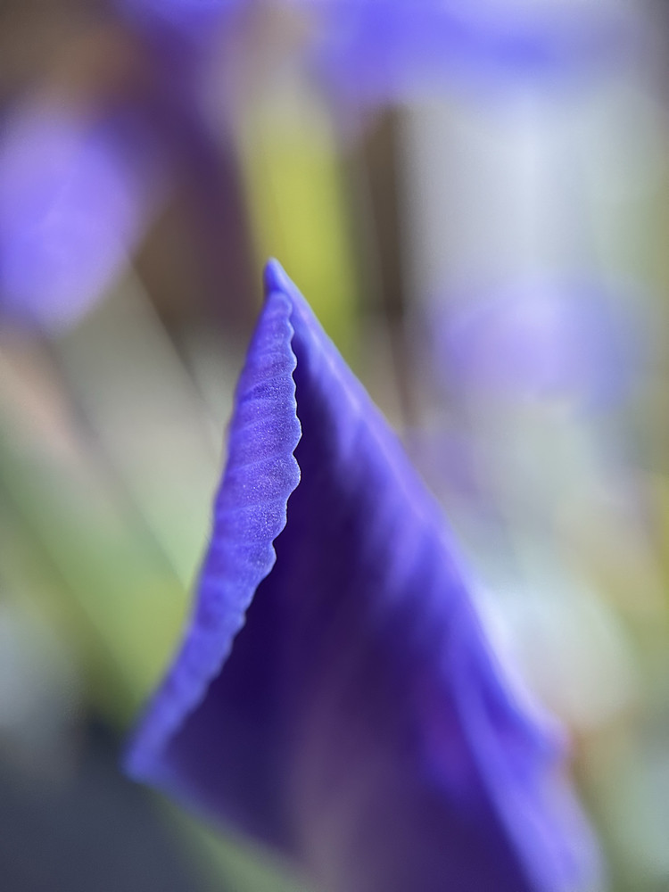 Violet Curl