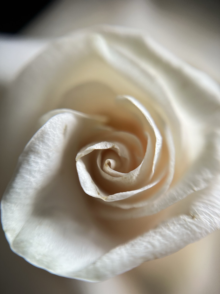 Satin Swirls