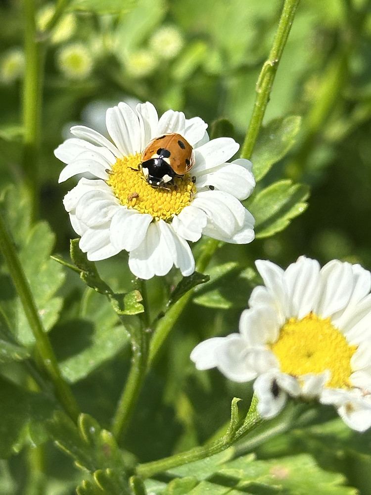 Lady Daisy 