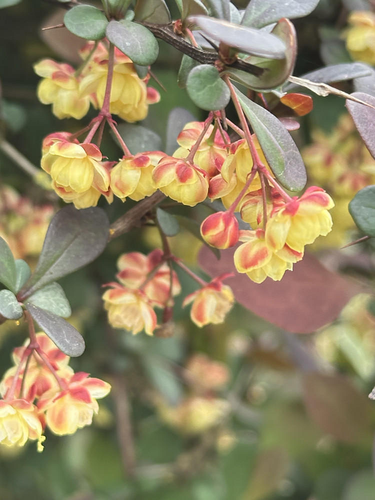 Soft Blooms