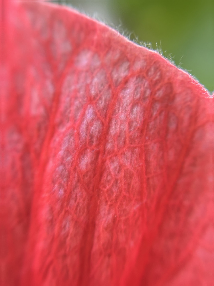 Red Threads