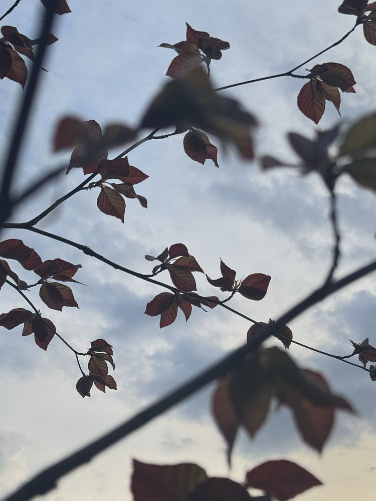 Tree pattern #1