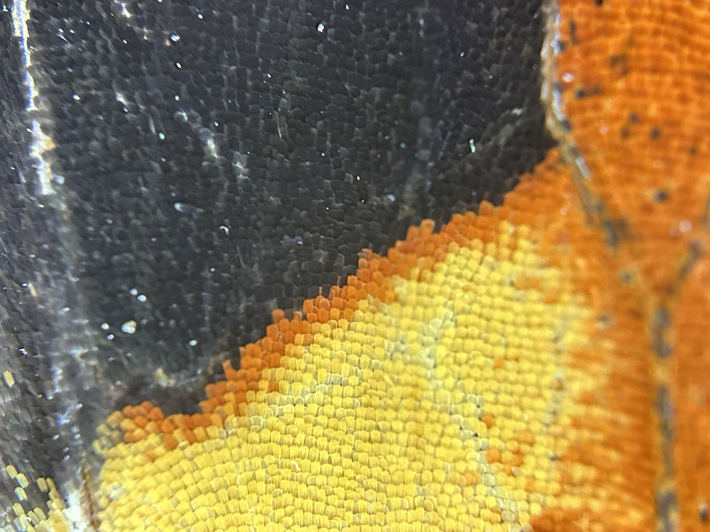 Orange Horizons