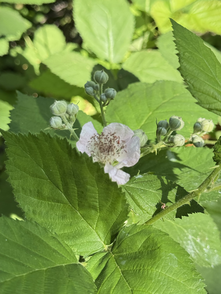 Wild Berries Bloom 