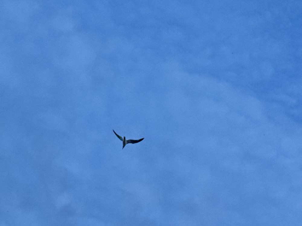 Fly Like A Gull